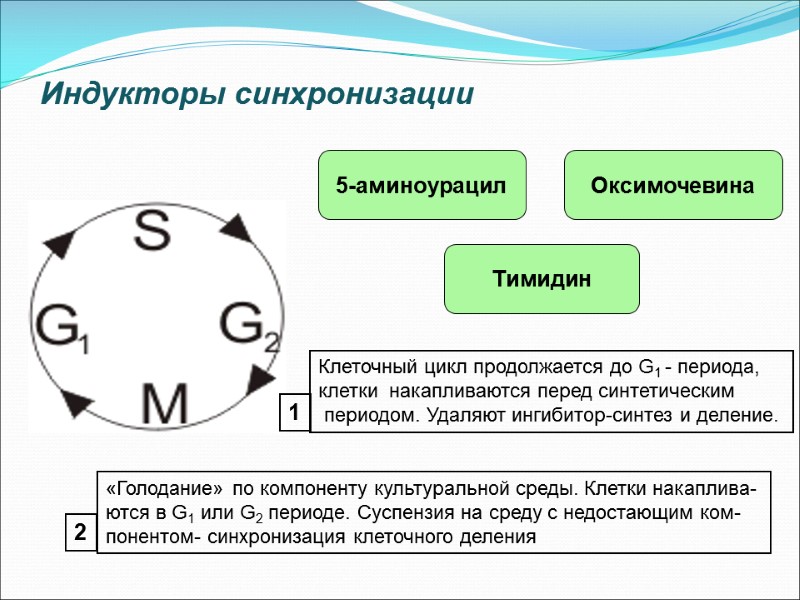 Индукторы синхронизации Тимидин Оксимочевина 5-аминоурацил Клеточный цикл продолжается до G1 - периода,  клетки